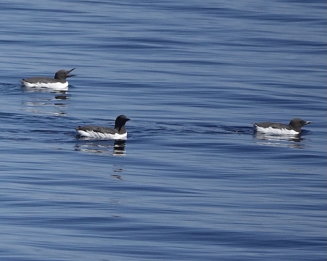 guillemot